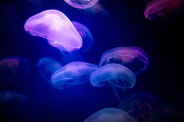 The blur is used for the background of the abstract image, many white jellyfish are swimming with swaying, gentleness and softness, pastel tones in the dark. - Powered by Adobe