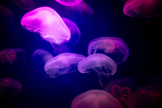 The blur is used for the background of the abstract image, many white jellyfish are swimming with swaying, gentleness and softness, Purple tones in the dark.