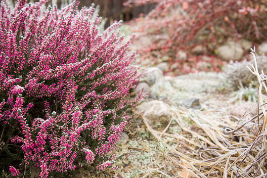 Bright colorful blooming heather Calluna vulgaris with ice crystals. Beautiful soft atmospheric background in pastel light colors. Natural white heather flowers, selective focus.