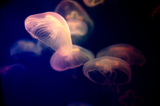 The blur is used for the background of the abstract image, many white jellyfish are swimming with swaying, gentleness and softness, pastel tones in the dark.