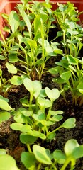 Baby spinach growing in a flower pot at terrace