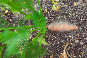 carrot plant outdoor in sunny vegetable garden