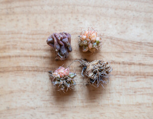 Group of Gymnocalycium cactus dying. Dying cactus mainly stems from improper care or harsh environments.