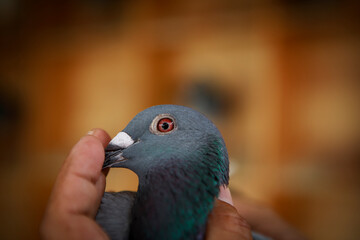 hand holding homing pigeon against yellow blur background