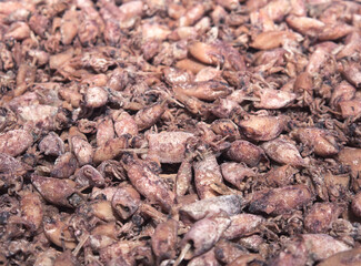 Fresh squid dried in the sun to keep it for a long time.