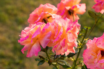 Rosas, flores