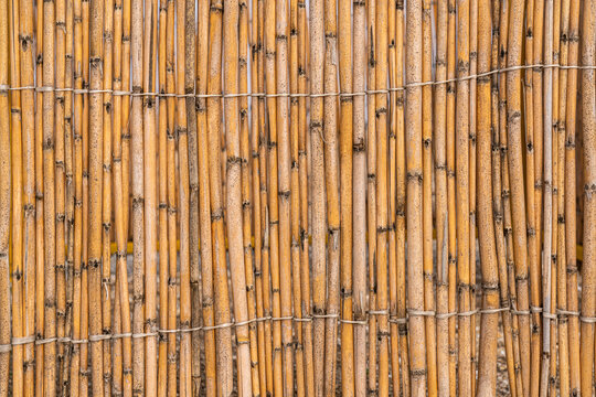Dry reed fence background, texture