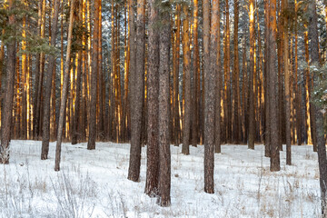 Green spruce in hoarfrost on a frosty winter day.