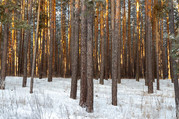 Fototapeta premium Green spruce in hoarfrost on a frosty winter day.