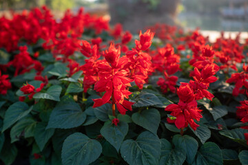 flower red garden nature beautiful