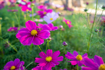 flower pink garden bee pollen 
