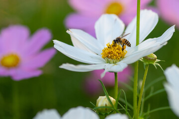 flower white garden bee pollen 
