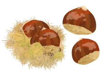 秋に食べたいイガグリのイラスト