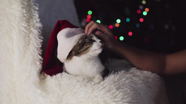 Christmas cat in Santa hat. animal and Christmas decorations. the owner strokes the cat