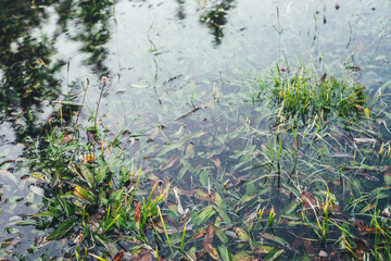 Many small flowers in clear water among underwater green grasses after flood. Green nature background with many florets among rich vegetations in mountain lake. Natural backdrop with lush lake flora.