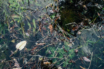 Fototapeta premium Small leaf floats in lake close-up. Greenery in mountain lake after flood. Nature background with green vegetation in clear water. Natural backdrop of calm transparent water surface. Underwater flora.