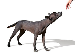 young Xoloitzcuintle (Mexican Hairless Dog)  standing isolated on white background looking at human hand
