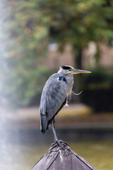 Gray heron near to the water in park