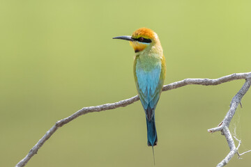 A Rainbow Bee-eater perched on a tree branch with a clean background The Rainbow Bee-eater bird...
