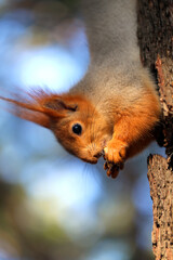 Photo portrait of a red haired big squirrel