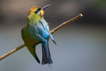 A Rainbow Bee-eater perched on a tree branch with a clean background The Rainbow Bee-eater bird comes from a family of birds called Meropidae and are found in Australia.