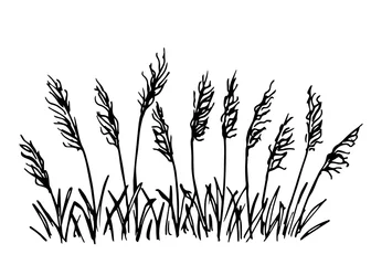Foto op Plexiglas Hand-drawn simple vector drawing in black outline. Wild steppe pampas grass, reeds, panicle inflorescences. Nature, landscape. Ink sketch. © MaxNadya