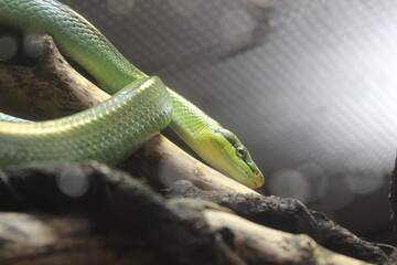 Green Snake