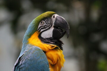 Parrot