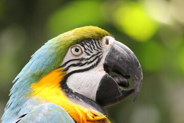 Parrot