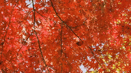 red autumn leaves background