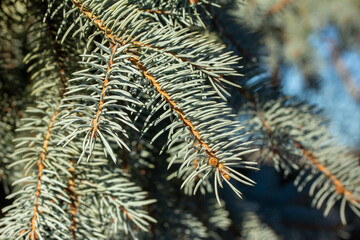 Naklejka na ściany i meble Full frame texture background of blue spruce needle branches with bluish green foliage color, on a beautiful outdoor tree in sunlight