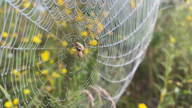 On an early foggy summer morning, a spider sits in the center of a web covered in dew drops. Nature wakes up, the sun illuminates the meadows with fragrant herbs and yellow flowers.