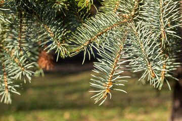 Full frame texture background of blue spruce needle branches with bluish green foliage color, on a beautiful outdoor tree in sunlight