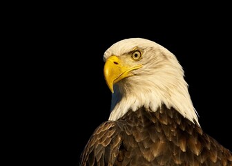 Bald eagle staring in the camera, close-up against black background