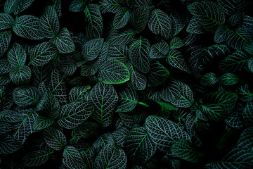 Green leaf texture on dark background. Close-up detail of indoor houseplant. Beauty house plant. Indoor plants. Green leaf for home decoration. Wallpaper for spa or mental health and mind therapy.