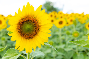 Beautiful yellow color sunflower in the agriculture farm background