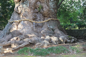 しめ縄が巻かれた巨木