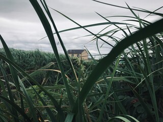 grass and sky