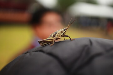Insecto