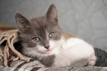 Fototapeta na wymiar A small cute gray and white kitten lies covered with a plaid blanket next to a ball of knitting thread: a place for text, the kitten looks and holds its paws in a ball, soft focus