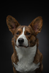 happy welsh corgi cardigan on black background. Funny portrait of a dog in studio