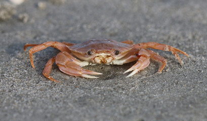 Gemeine Schwimmkrabbe - Flying crab