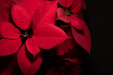 close up of  beautiful red poinsettia flower