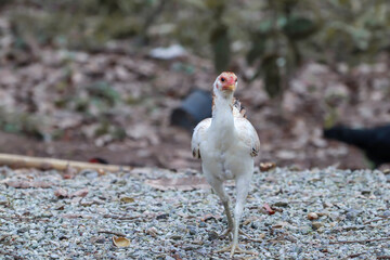 Close up of a white rooster in nature