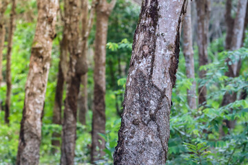 Row of rubber trees in the garden