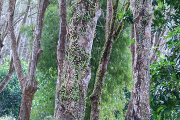 Row of rubber trees in the garden