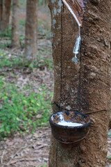 White latex fluid in wooden bowl drop from Para rubber tree