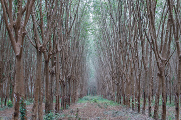 Row of rubber trees in the garden