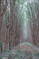 Row of rubber trees in the garden