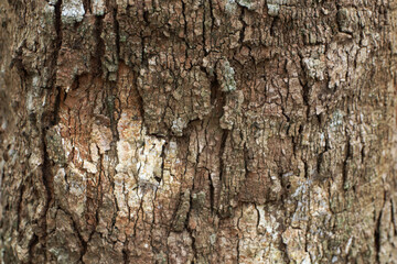 Bark of the rubber tree for the background